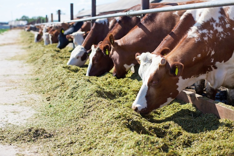 Lo studio sull'impatto ambientale per estrarre Bitcoin: Inquinamento  paragonabile all'allevamento intensivo di carne bovina - Il Fatto  Quotidiano