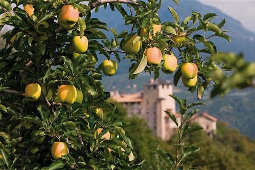 mele-Trentino.jpg