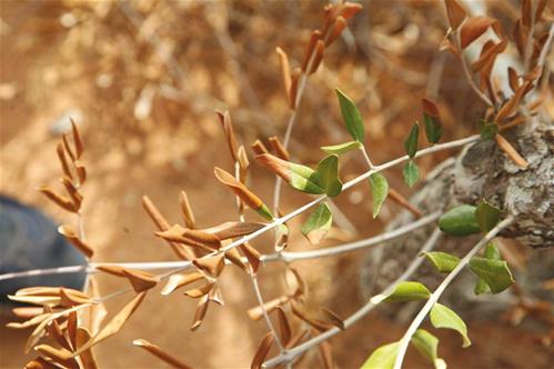 xylella.jpg