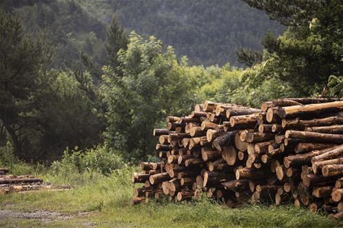 foresta legno.jpg