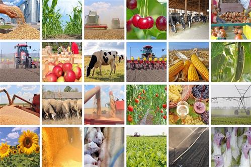 agricoltura-collage.jpg