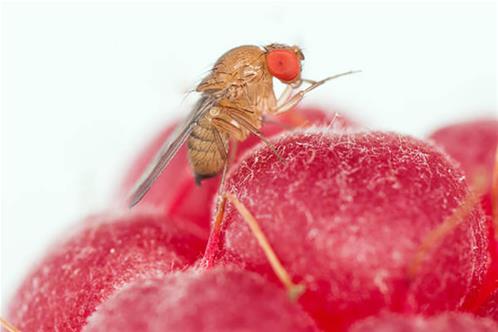 moscerino-drosophila-suzukii-lampone-frutto-byedumdmach-750x500.jpg