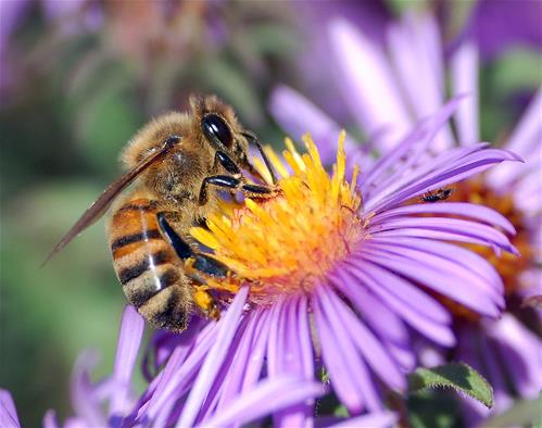 1200px-European_honey_bee_extracts_nectar.jpg