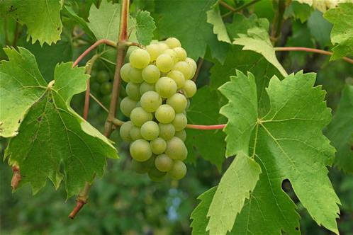 Vitis-vinifera-ssp-vinifera-2.jpg