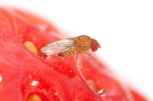 Drosophila-Suzukii.jpg